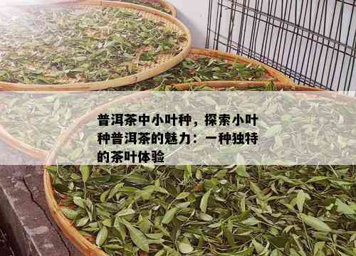 普洱茶中小叶种，探索小叶种普洱茶的魅力：一种独特的茶叶体验