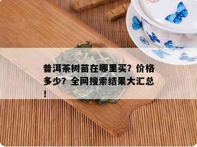 普洱茶树苗在哪里买？价格多少？全网搜索结果大汇总！