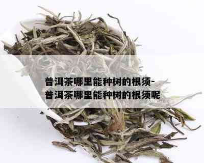 普洱茶哪里能种树的根须-普洱茶哪里能种树的根须呢