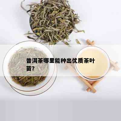 普洱茶哪里能种出优质茶叶苗？