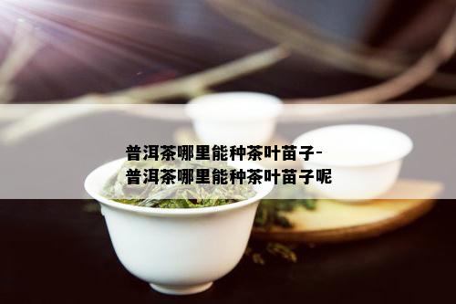 普洱茶哪里能种茶叶苗子-普洱茶哪里能种茶叶苗子呢