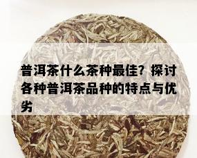 普洱茶什么茶种更佳？探讨各种普洱茶品种的特点与优劣