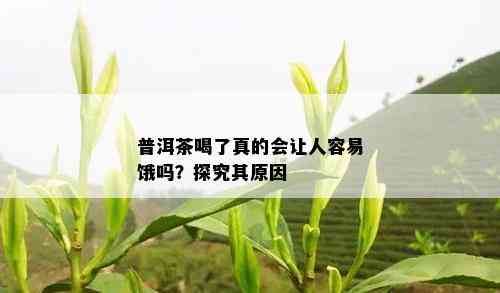 普洱茶喝了真的会让人容易饿吗？探究其原因