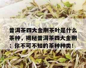 普洱茶四大金刚茶叶是什么茶种，揭秘普洱茶四大金刚：你不可不知的茶种种类！