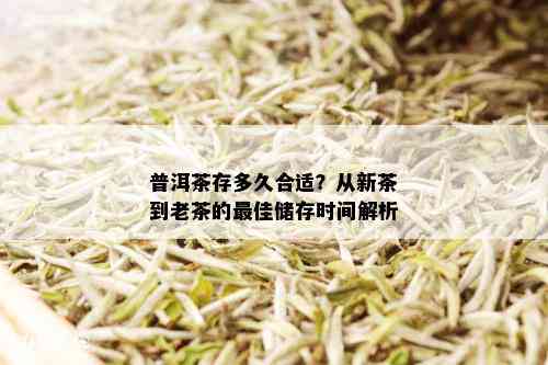 普洱茶存多久合适？从新茶到老茶的更佳储存时间解析