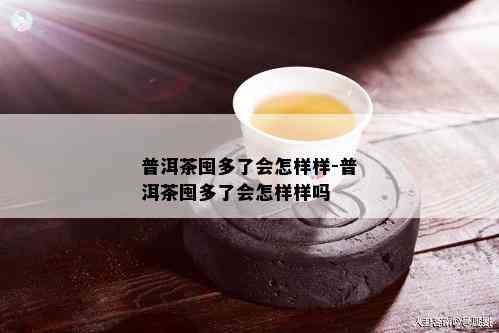 普洱茶囤多了会怎样样-普洱茶囤多了会怎样样吗