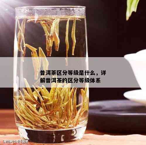 普洱茶区分等级是什么，详解普洱茶的区分等级体系