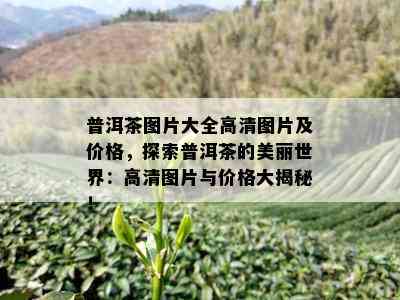 普洱茶图片大全高清图片及价格，探索普洱茶的美丽世界：高清图片与价格大揭秘！