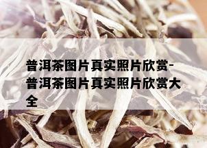 普洱茶图片真实照片欣赏-普洱茶图片真实照片欣赏大全