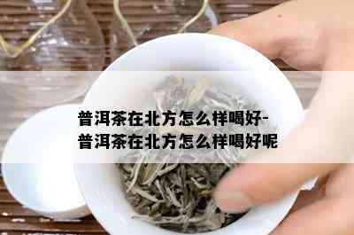 普洱茶在北方怎么样喝好-普洱茶在北方怎么样喝好呢