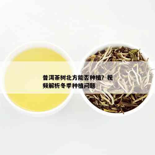 普洱茶树北方能否种植？视频解析冬季种植问题