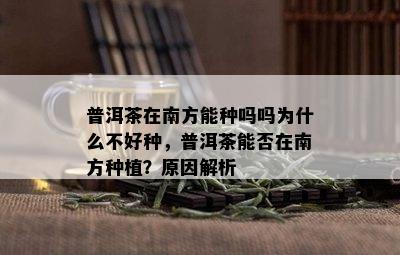 普洱茶在南方能种吗吗为什么不好种，普洱茶能否在南方种植？原因解析