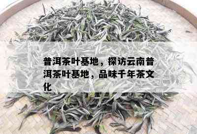 普洱茶叶基地，探访云南普洱茶叶基地，品味千年茶文化