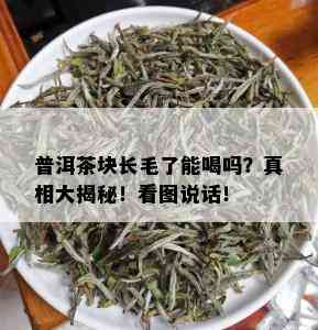 普洱茶块长毛了能喝吗？真相大揭秘！看图说话！