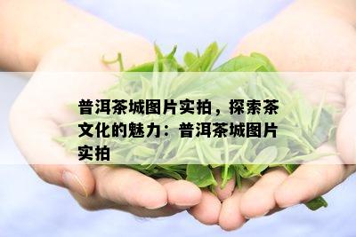 普洱茶城图片实拍，探索茶文化的魅力：普洱茶城图片实拍