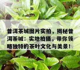 普洱茶城图片实拍，揭秘普洱茶城：实地拍摄，带你领略独特的茶叶文化与美景！