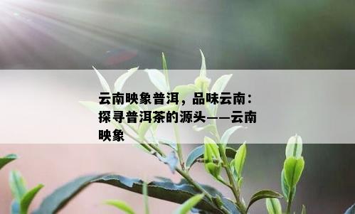 云南映象普洱，品味云南：探寻普洱茶的源头——云南映象