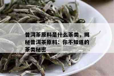 普洱茶原料是什么茶类，揭秘普洱茶原料：你不知道的茶类秘密