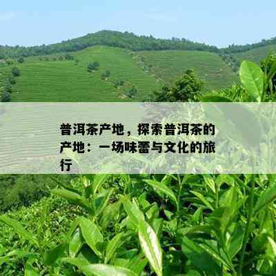 普洱茶产地，探索普洱茶的产地：一场味蕾与文化的旅行