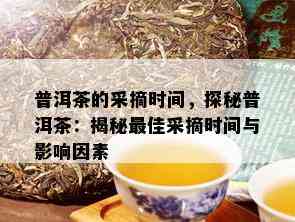 普洱茶的采摘时间，探秘普洱茶：揭秘更佳采摘时间与影响因素