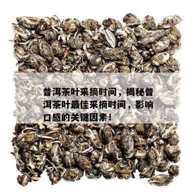 普洱茶叶采摘时间，揭秘普洱茶叶更佳采摘时间，影响口感的关键因素！