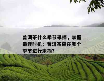 普洱茶什么季节采摘，掌握更佳时机：普洱茶应在哪个季节进行采摘？