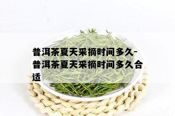 普洱茶夏天采摘时间多久-普洱茶夏天采摘时间多久合适