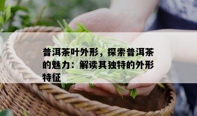 普洱茶叶外形，探索普洱茶的魅力：解读其独特的外形特征