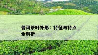 普洱茶叶外形：特征与特点全解析