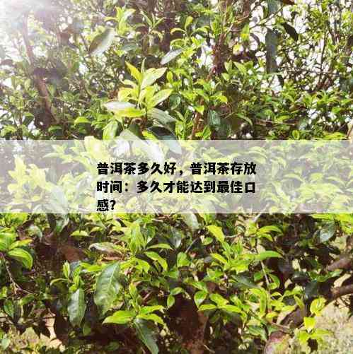 普洱茶多久好，普洱茶存放时间：多久才能达到更佳口感？