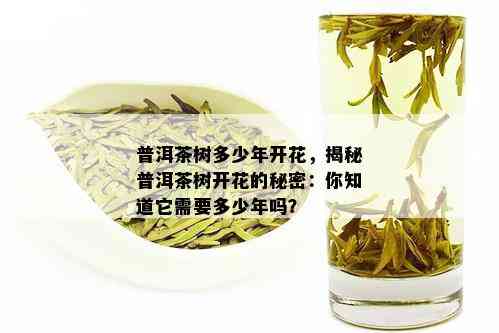 普洱茶树多少年开花，揭秘普洱茶树开花的秘密：你知道它需要多少年吗？