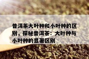 普洱茶大叶种和小叶种的区别，探秘普洱茶：大叶种与小叶种的显著区别