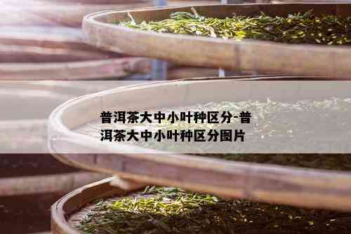 普洱茶大中小叶种区分-普洱茶大中小叶种区分图片