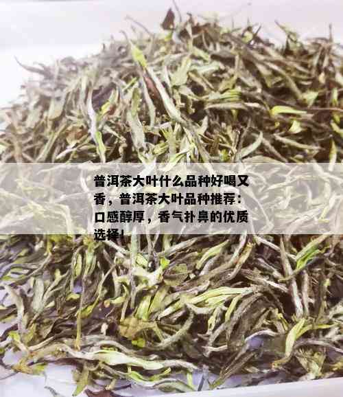 普洱茶大叶什么品种好喝又香，普洱茶大叶品种推荐：口感醇厚，香气扑鼻的优质选择！