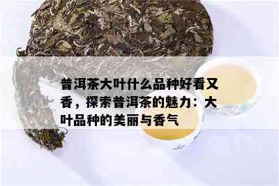 普洱茶大叶什么品种好看又香，探索普洱茶的魅力：大叶品种的美丽与香气