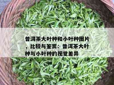 普洱茶大叶种和小叶种图片，比较与鉴赏：普洱茶大叶种与小叶种的视觉差异