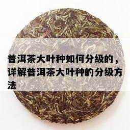 普洱茶大叶种如何分级的，详解普洱茶大叶种的分级方法