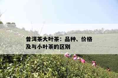 普洱茶大叶茶：品种、价格及与小叶茶的区别