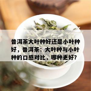 普洱茶大叶种好还是小叶种好，普洱茶：大叶种与小叶种的口感对比，哪种更好？