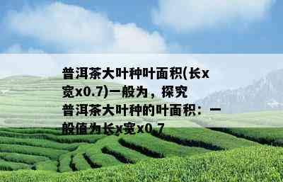 普洱茶大叶种叶面积(长x宽x0.7)一般为，探究普洱茶大叶种的叶面积：一般值为长x宽x0.7