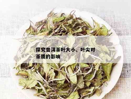 探究普洱茶叶大小、叶尖对茶质的影响