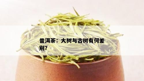 普洱茶：大树与古树有何差别？