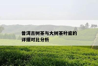 普洱古树茶与大树茶叶底的详细对比分析