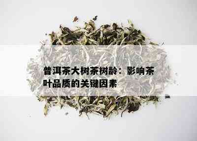 普洱茶大树茶树龄：影响茶叶品质的关键因素