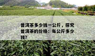 普洱茶多少钱一公斤，探究普洱茶的价格：每公斤多少钱？