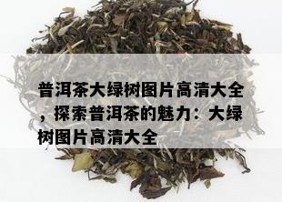 普洱茶大绿树图片高清大全，探索普洱茶的魅力：大绿树图片高清大全