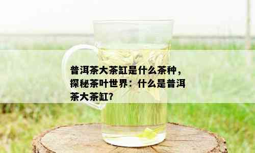 普洱茶大茶缸是什么茶种，探秘茶叶世界：什么是普洱茶大茶缸？