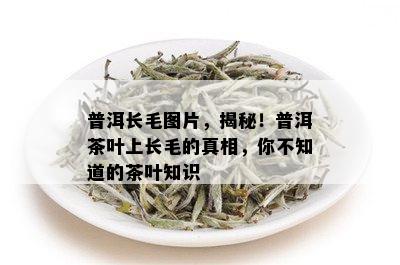 普洱长毛图片，揭秘！普洱茶叶上长毛的真相，你不知道的茶叶知识