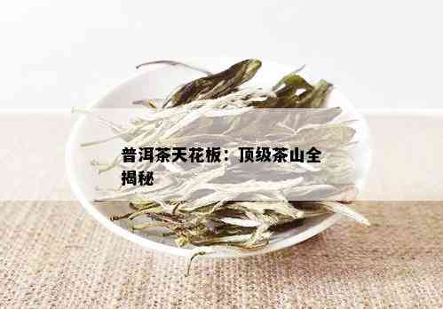 普洱茶天花板：顶级茶山全揭秘