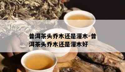 普洱茶头乔木还是灌木-普洱茶头乔木还是灌木好